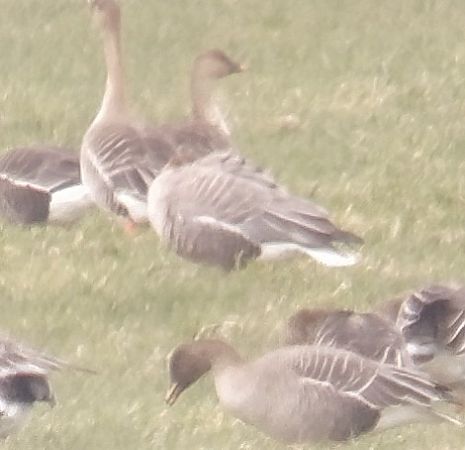 Kurzschnabelgans  - Adam Loręcki