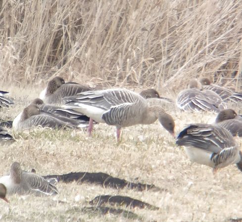 gęś krótkodzioba  - Adam Loręcki
