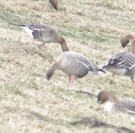 Kurzschnabelgans  - Adam Loręcki