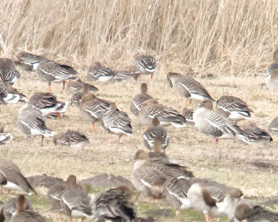 Kurzschnabelgans  - Adam Loręcki