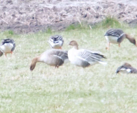 Kurzschnabelgans  - Adam Loręcki