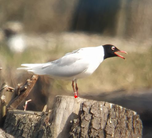 mewa czarnogłowa  - Adam Loręcki