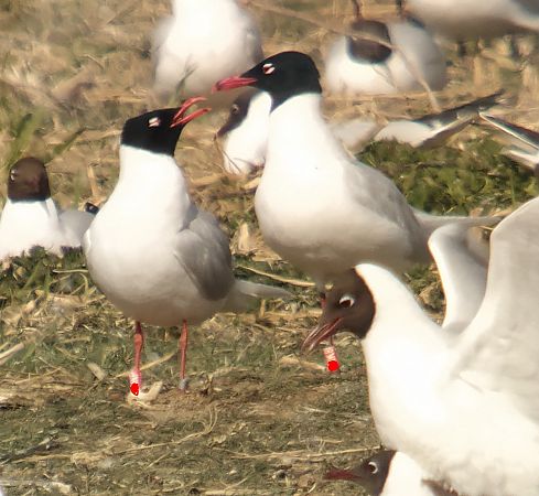 mewa czarnogłowa  - Adam Loręcki