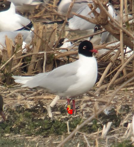 mewa czarnogłowa  - Adam Loręcki