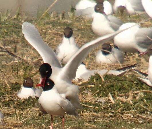 mewa czarnogłowa  - Adam Loręcki