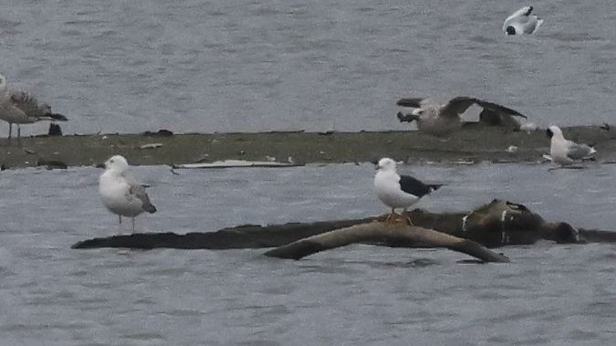 mewa żółtonoga (ssp. fuscus)  - Jacek Betleja