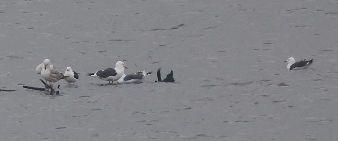 mewa żółtonoga (ssp. fuscus)  - Jacek Betleja