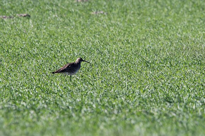 kulik mniejszy  - Brunon Kwasik