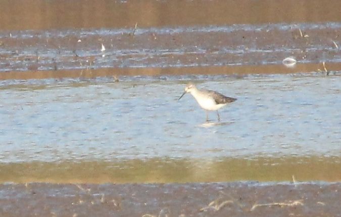 brodziec pławny  - Brunon Kwasik