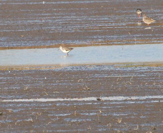 Chevalier stagnatile  - Brunon Kwasik