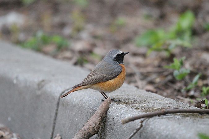 Common Redstart  - Brunon Kwasik