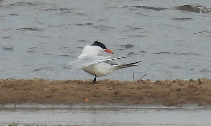 rybitwa wielkodzioba  - Grzegorz Wieszołek