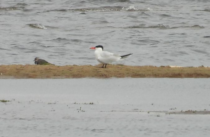 Raubseeschwalbe  - Grzegorz Wieszołek