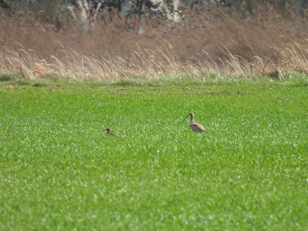 kulik mniejszy  - Grzegorz Wieszołek