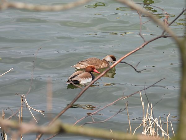 hełmiatka  - Grzegorz Wieszołek