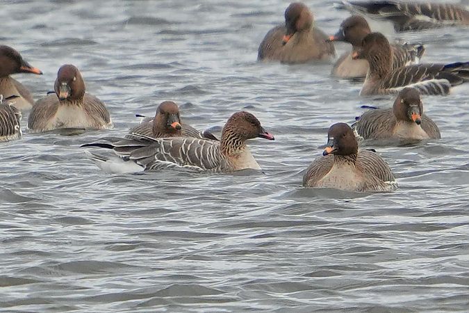 gęś krótkodzioba  - Wiktor Kroker