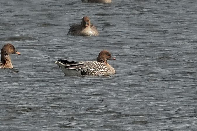 gęś krótkodzioba  - Wiktor Kroker
