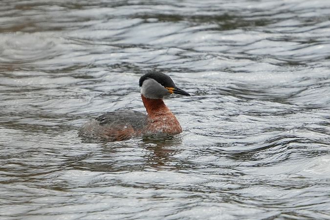 perkoz rdzawoszyi  - Wiktor Kroker