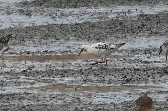 batalion  - Wiktor Kroker