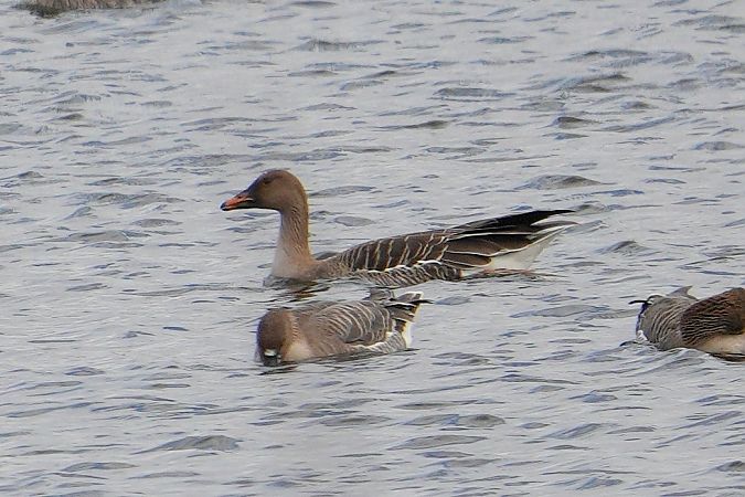 Waldsaatgans  - Wiktor Kroker