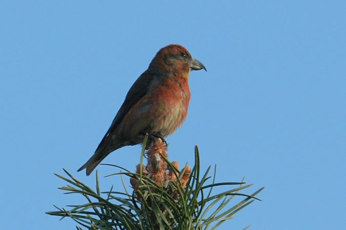 krzyżodziób świerkowy  - Wiktor Kroker