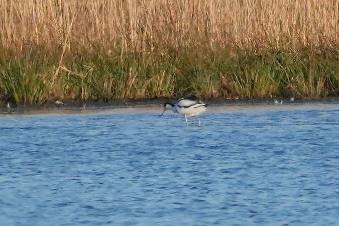 szablodziób  - Wiktor Kroker