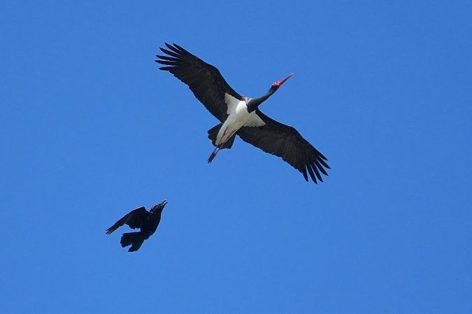 bocian czarny  - Wiktor Kroker