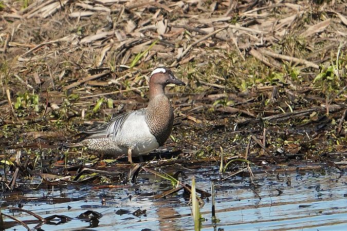 cyranka  - Wiktor Kroker