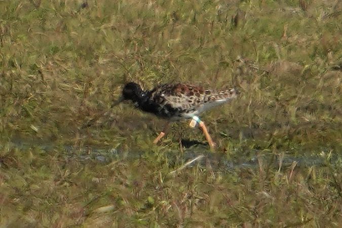 batalion  - Wiktor Kroker