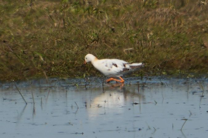Kampfläufer  - Wiktor Kroker