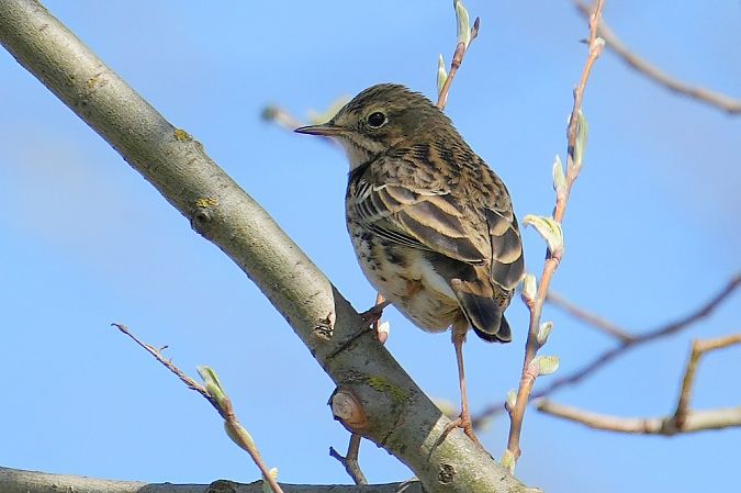 świergotek łąkowy  - Wiktor Kroker