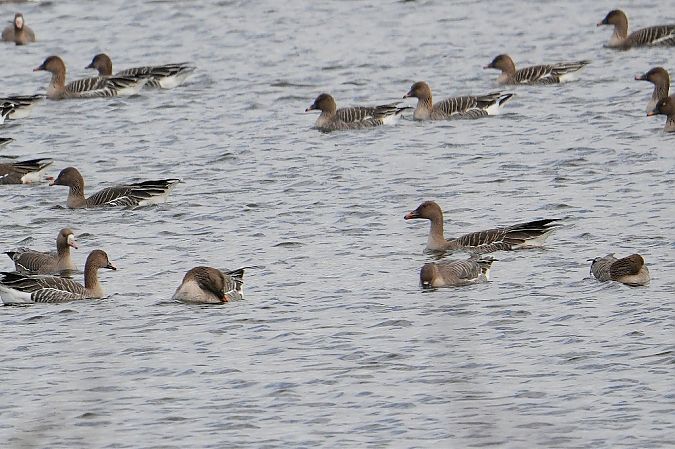 Waldsaatgans  - Wiktor Kroker