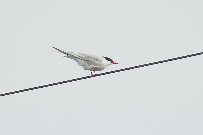 rybitwa rzeczna  - Wiktor Kroker