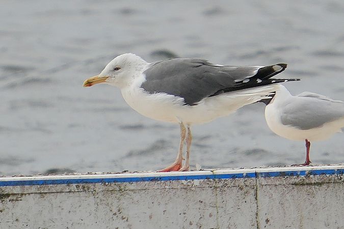 mewa żółtonoga (ssp. graellsii / intermedius)  - Wiktor Kroker