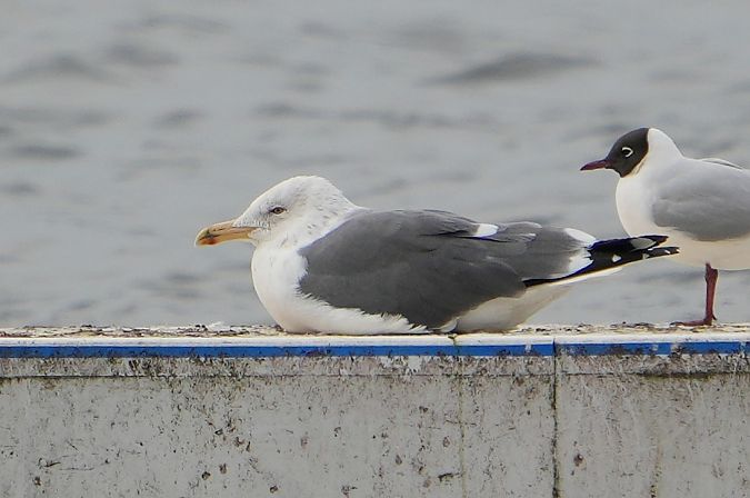 Heringsmöwe (ssp. graellsii / intermedius)  - Wiktor Kroker