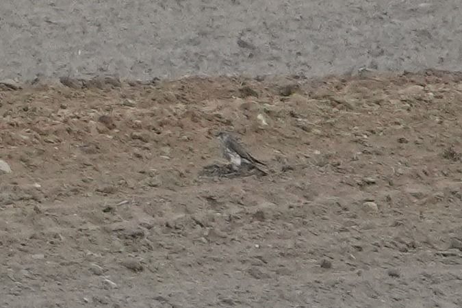 drzemlik  - Wiktor Kroker