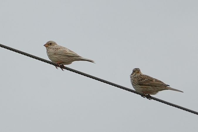 potrzeszcz  - Wiktor Kroker