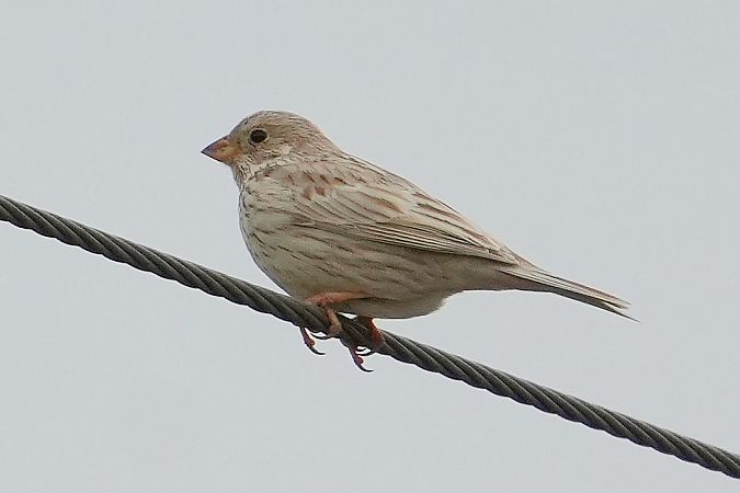 Grauammer  - Wiktor Kroker