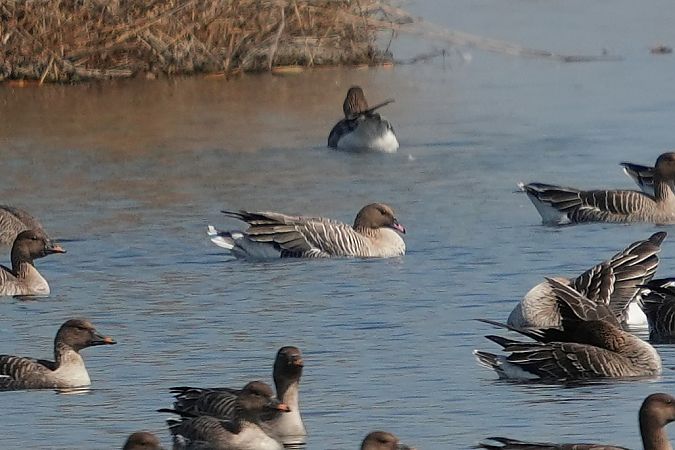 gęś krótkodzioba  - Wiktor Kroker