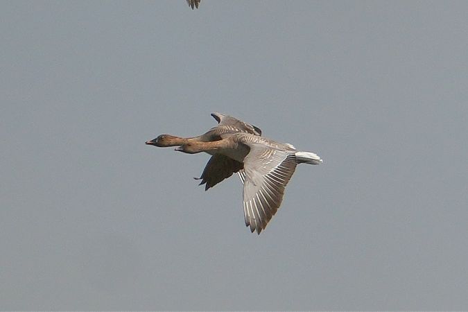 Kurzschnabelgans  - Wiktor Kroker