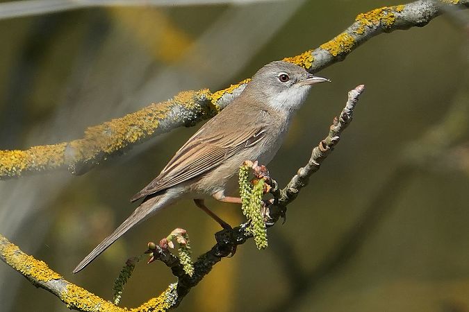 cierniówka  - Wiktor Kroker