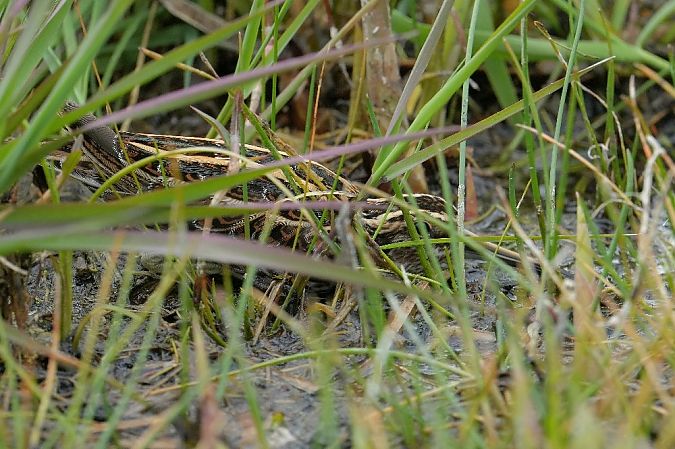 Zwergschnepfe  - Wiktor Kroker