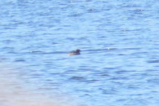 perkoz rogaty  - Wiktor Kroker