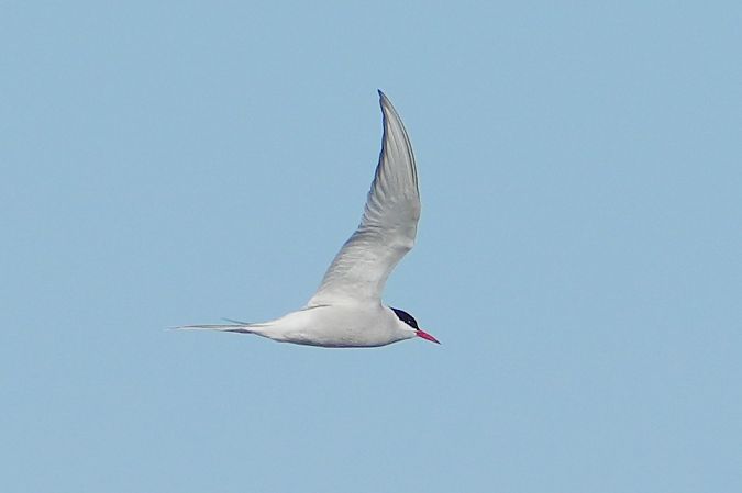 rybitwa popielata  - Wiktor Kroker