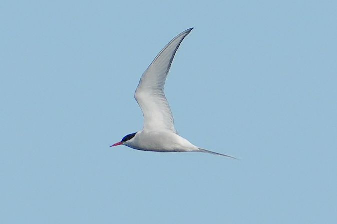 rybitwa popielata  - Wiktor Kroker