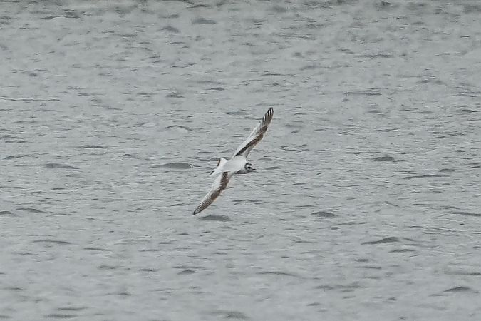 Mouette pygmée  - Wiktor Kroker