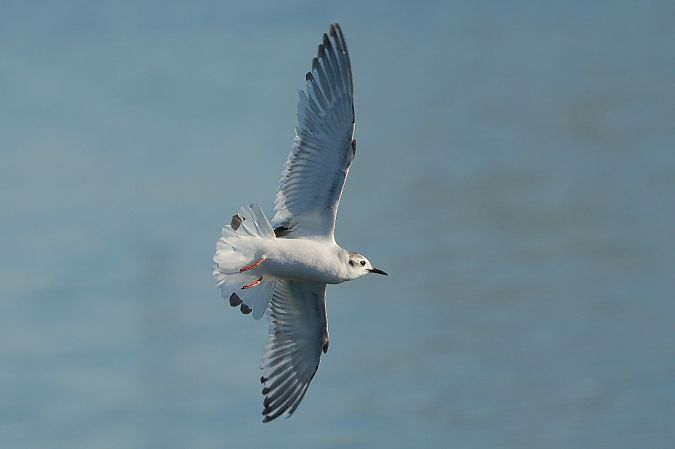 Little Gull  - Wiktor Kroker