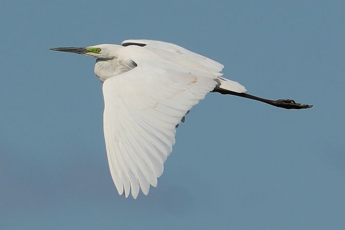 czapla biała  - Wiktor Kroker