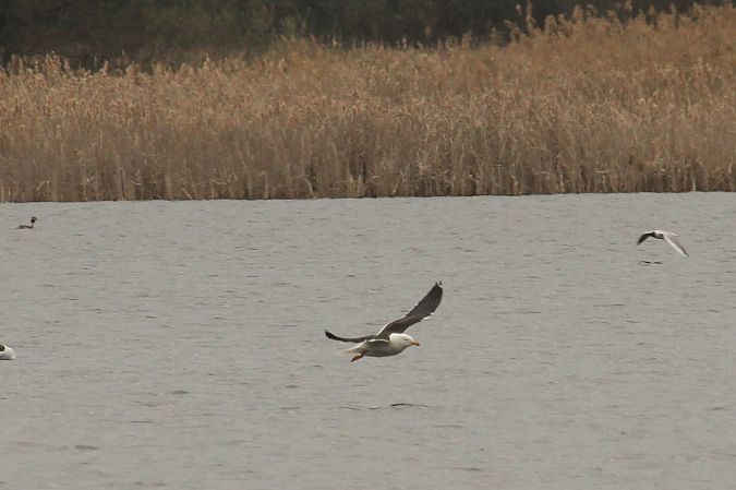 Heringsmöwe (ssp. fuscus)  - Tomasz Kulakowski
