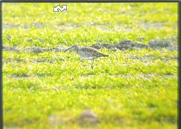 kulik mniejszy  - Agata Balicka